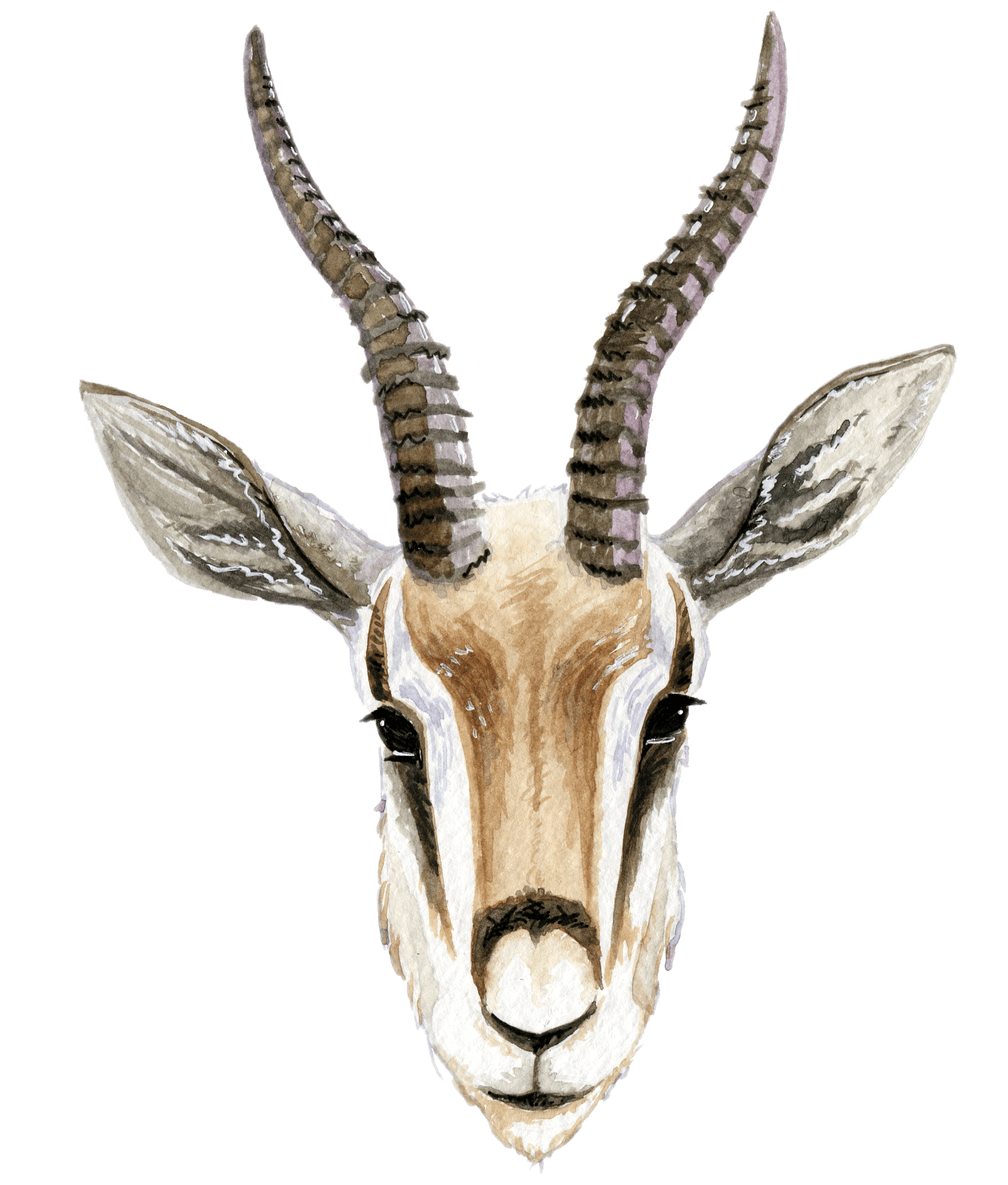 gazelle